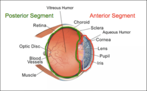 Function and Structure of the Eye: Vision and Posterior Segment - Medicine  Gemp2 with Gemp2 at University of Witwatersrand - StudyBlue